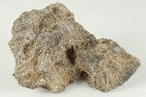 3.3" Polished Fossil Coral (Actinocyathus) Head - Morocco - #202527-1